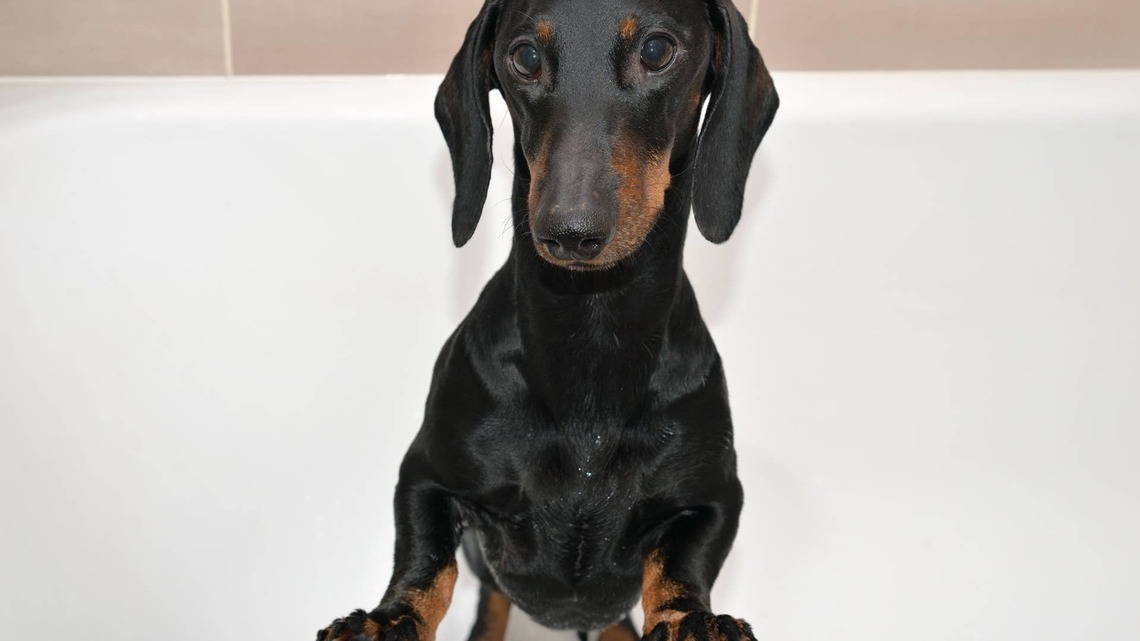 Dachshund Makes Himself a Comfy Bed To Supervise Dad While He's in the Shower 