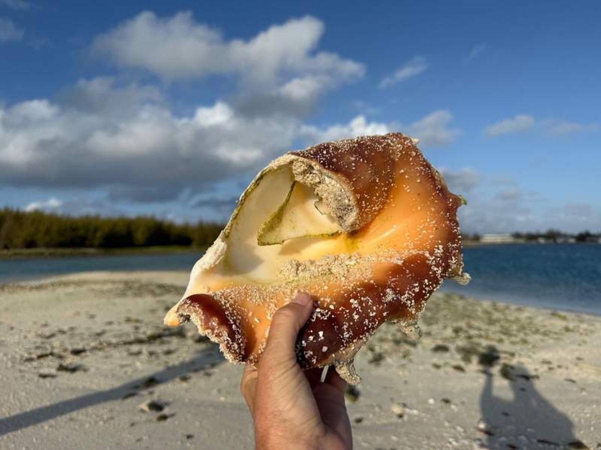  Seashells of every size, shape and color can be found on the beaches. Photo credit: Kinga Philipps 