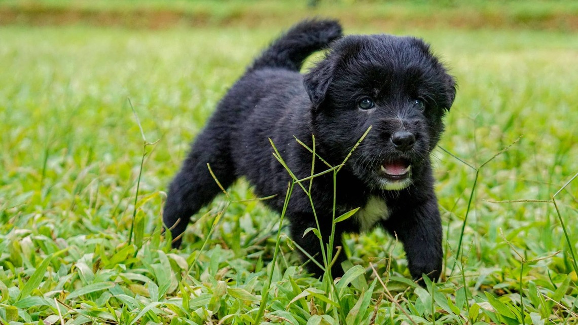 Newfoundland Puppy Jumps Into the Lake for the First Time, and Everyone Is So Proud of Him 