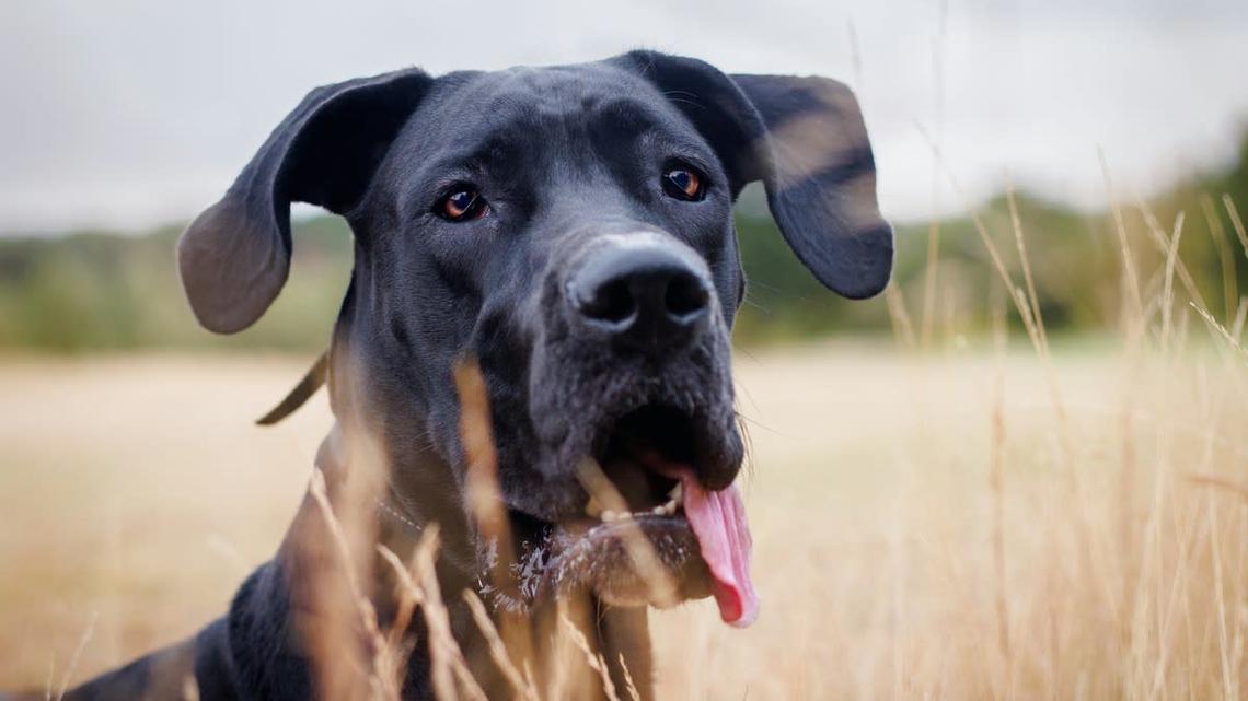 Great Dane Puppy Caught Taking a Shower Learned How to Turn the Water on Himself 