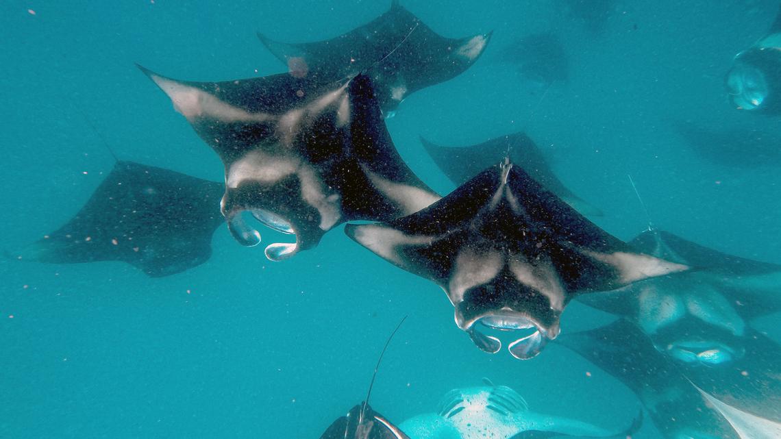 Family travel 5: Trips for animal lovers