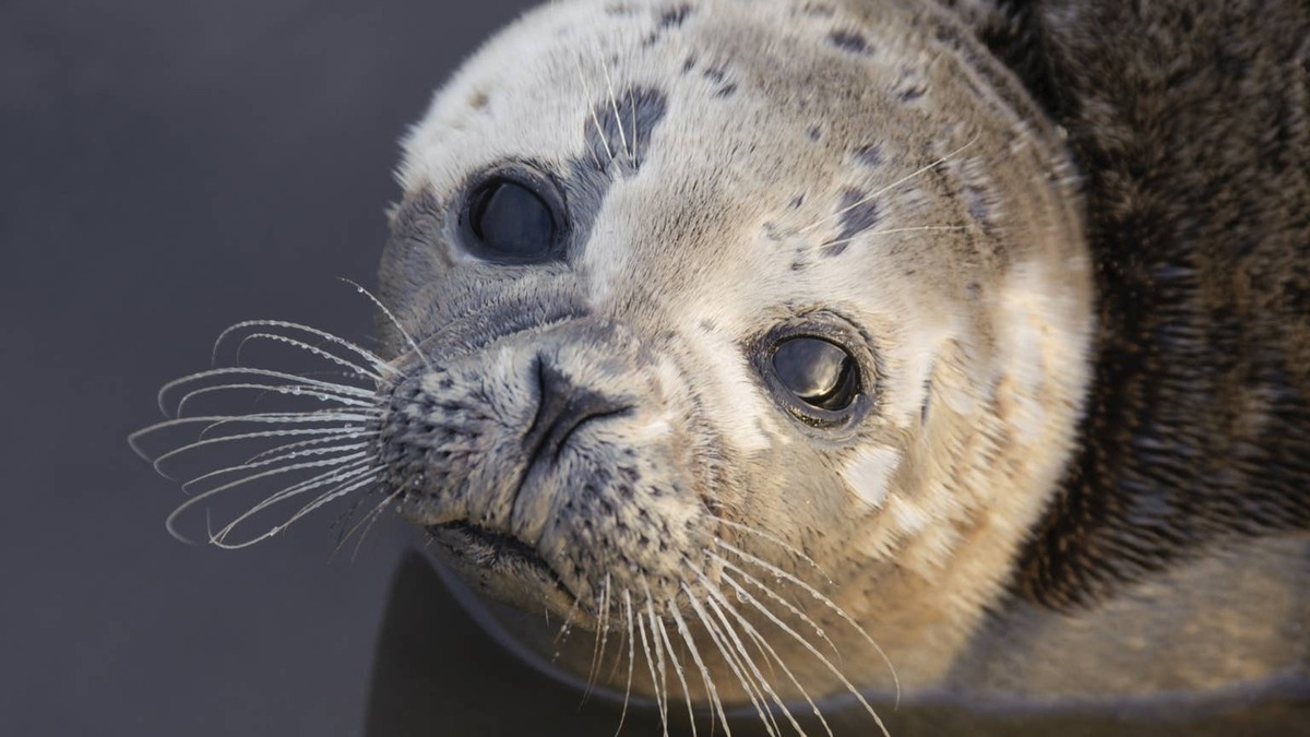 sea lion pup. 