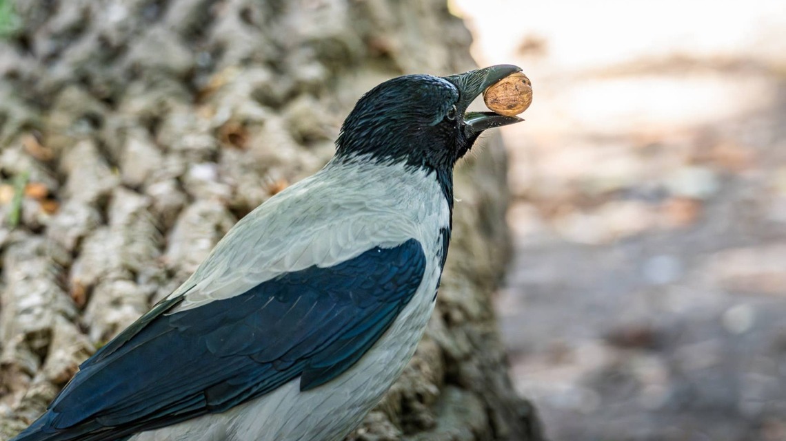 Woman Is Thrilled When Neighborhood Crows Leave Her Their First Gift 