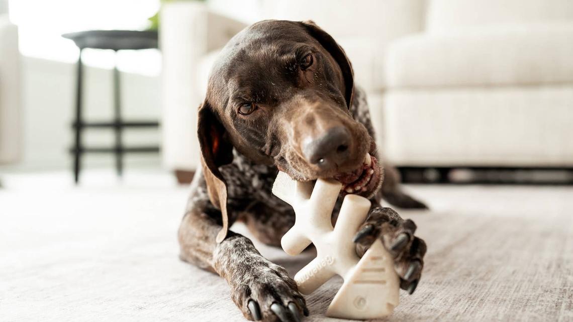 dog chewing on benebone dog chew.