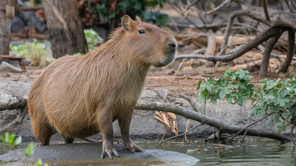 A brown capybara standing on a rock in a natural environment with foliage in the background.