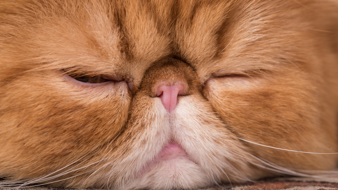 Extra-Fluffy Persian Snoozing Away on His Cat Tree Is Everything 