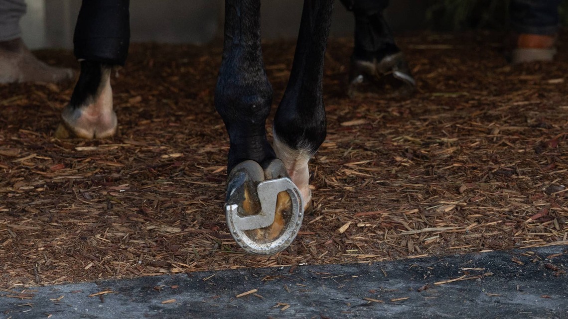 Sovereignty's Road To Breeders' Cup Classic Took A 'Z' Turn 