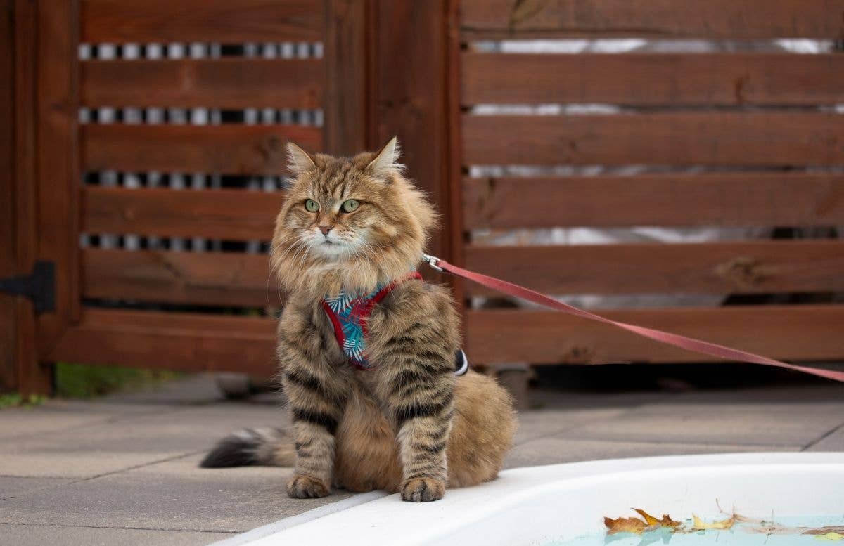  Siberian cats share the Maine Coon's fluffy coat, gentle temperament, and affectionate nature.