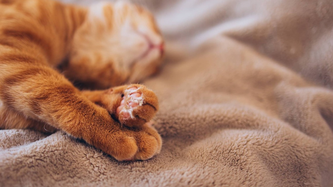 Orange Maine Coon Gives Birth to a Perfect Pumpkin Patch 