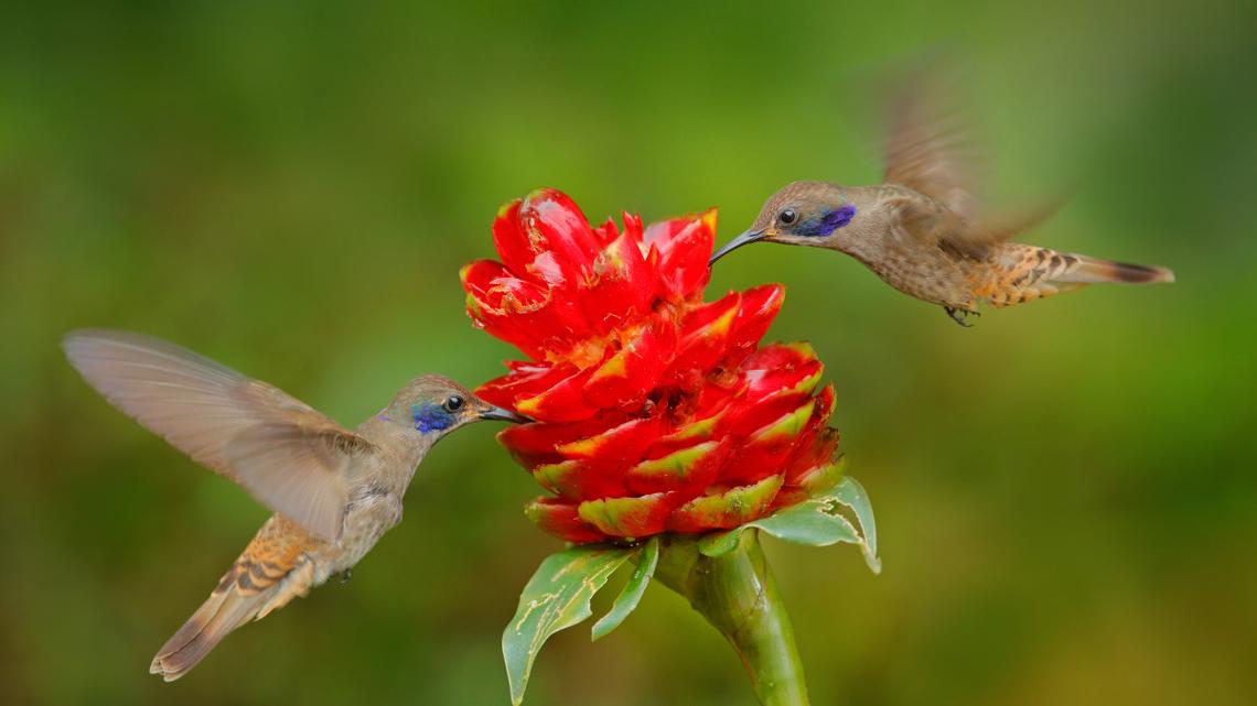 Hummingbird Migration Is Underway-Track Their Spring Return on This Map 