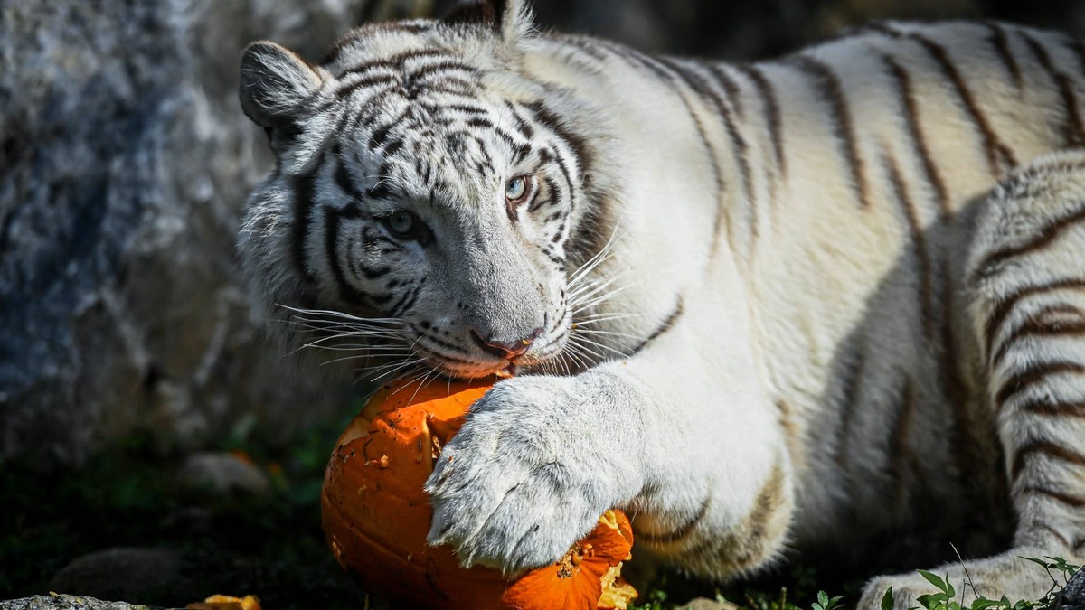 The Wildcat Sanctuary's Big Cats Go Wild for Large Pumpkins in Heartwarming New Video