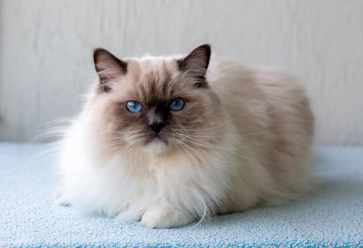  A Ragdoll cat sitting on a blanket.