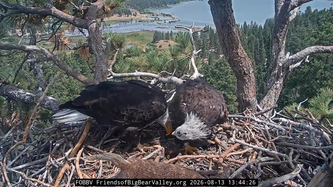 'Shadow's not alone': Bald eagle fans mourning Jackie find ray of hope 