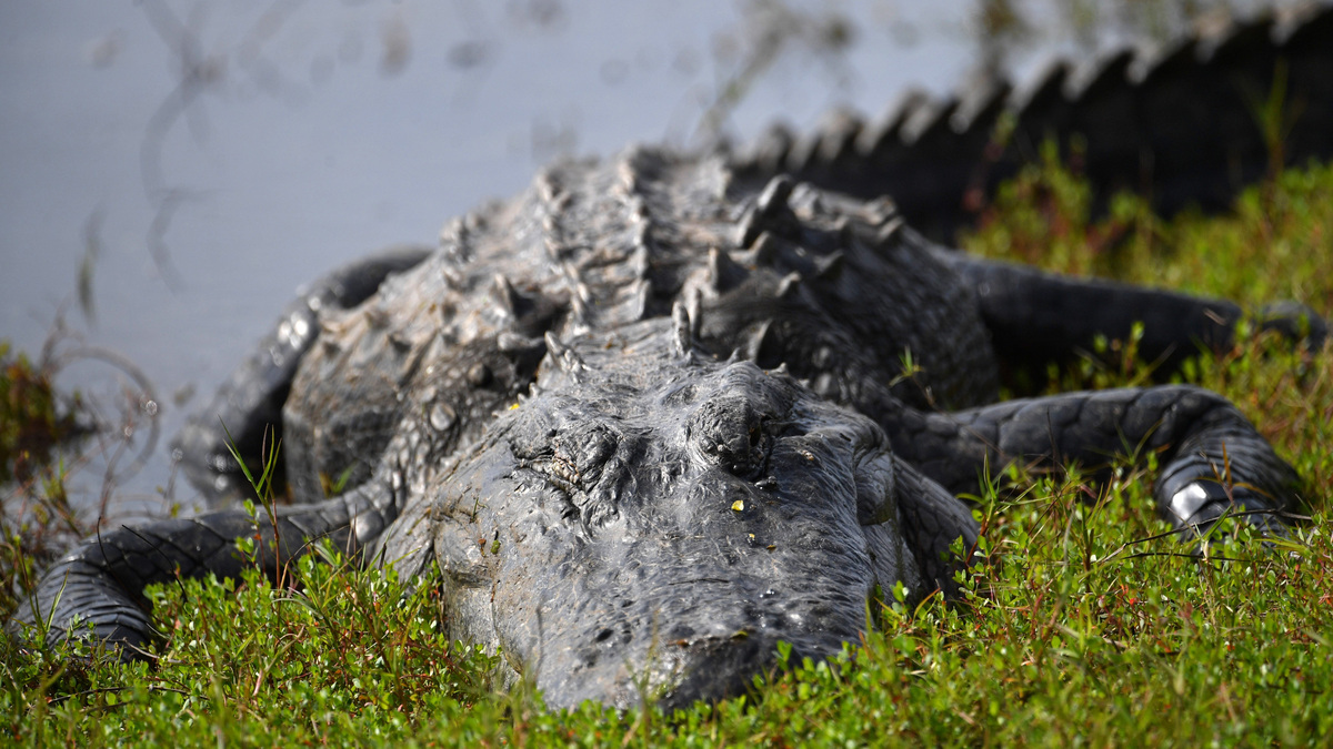 A large alligator rests along the shore at Deep Hole, a 131-foot sink hole at the south end of Lower Myakka Lake at Myakka River State Park. The area is designated as a wilderness preserve and is limited to just 30 visitors per day.