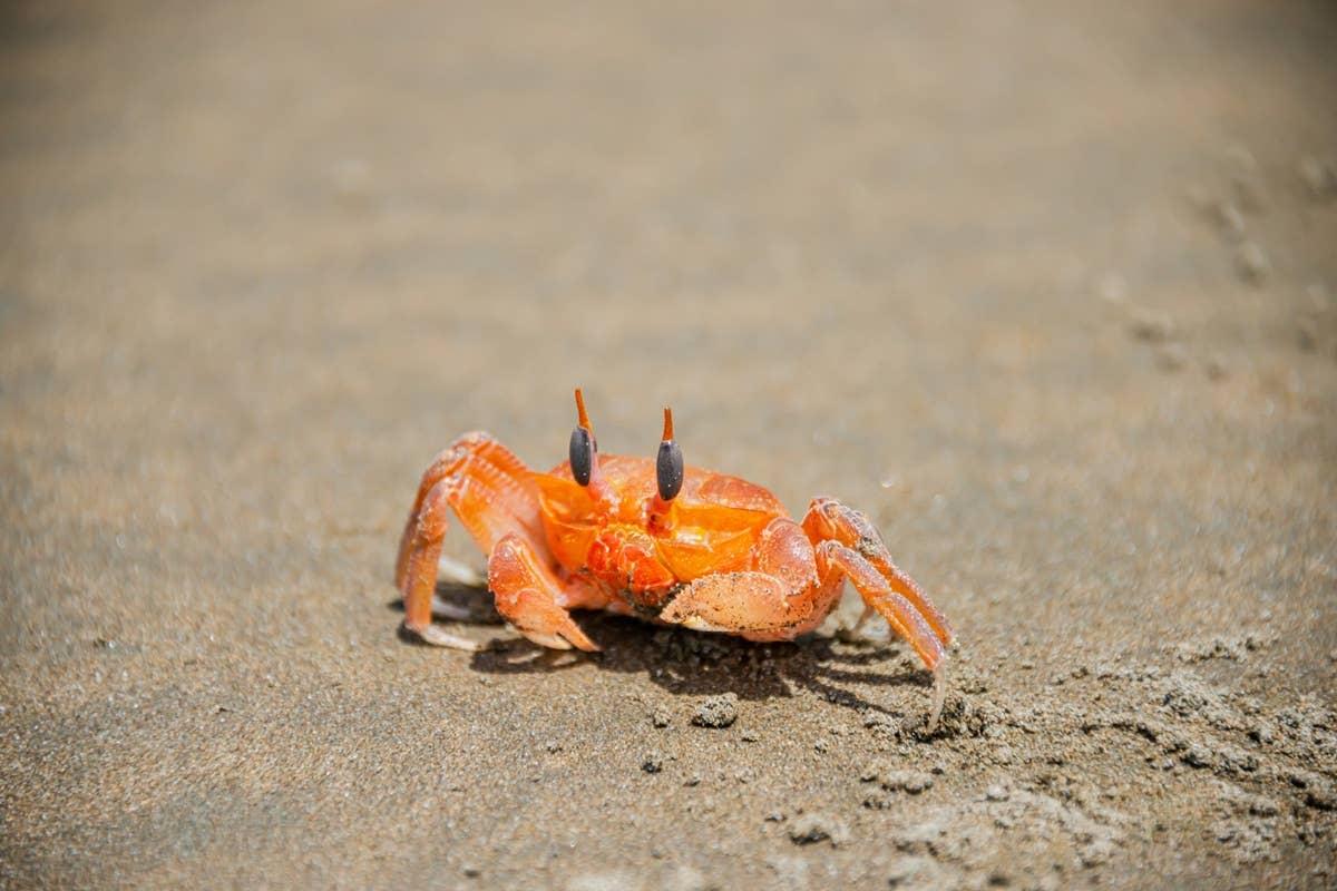  A sensitive crab reflecting its June birth month personality.