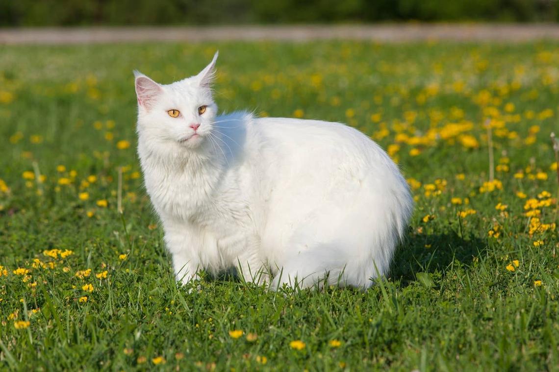  white An easy-going white Maine Coon outside. 
