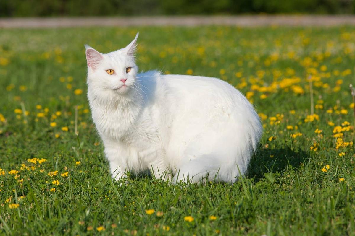  white An easy-going white Maine Coon outside. 
