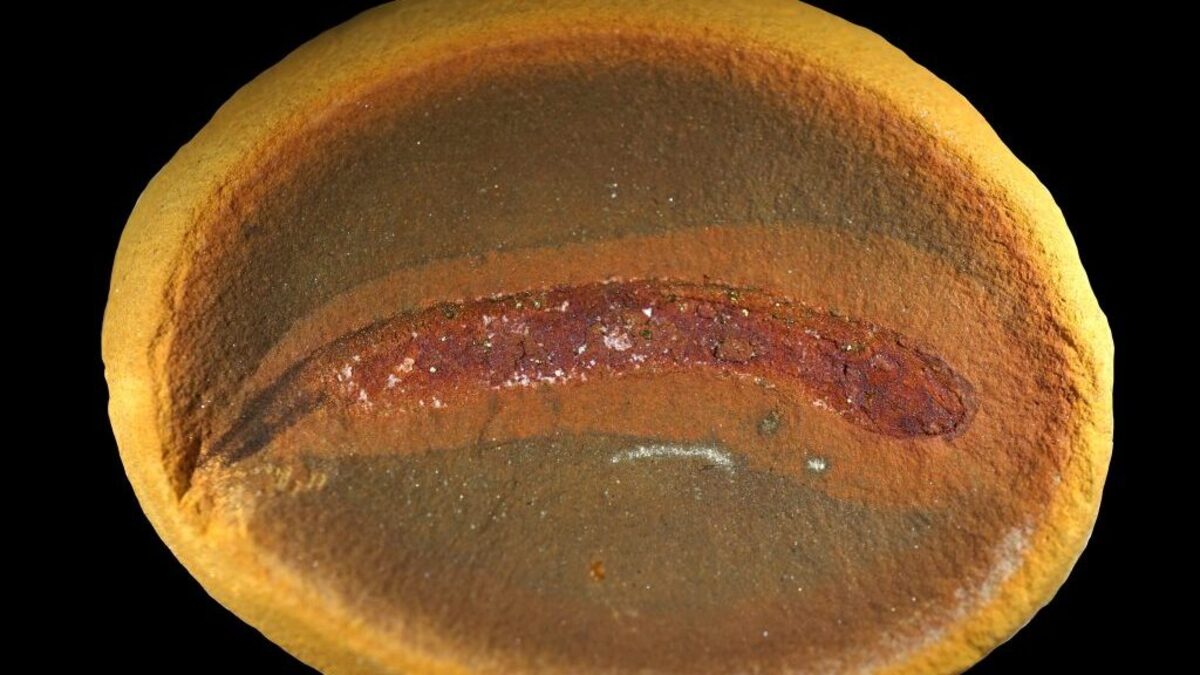 Fossil baby embolomere, showing that young embolomeres did not undergo a full amphibian-like metamorphosis. (Arjan Mann via SWNS). 