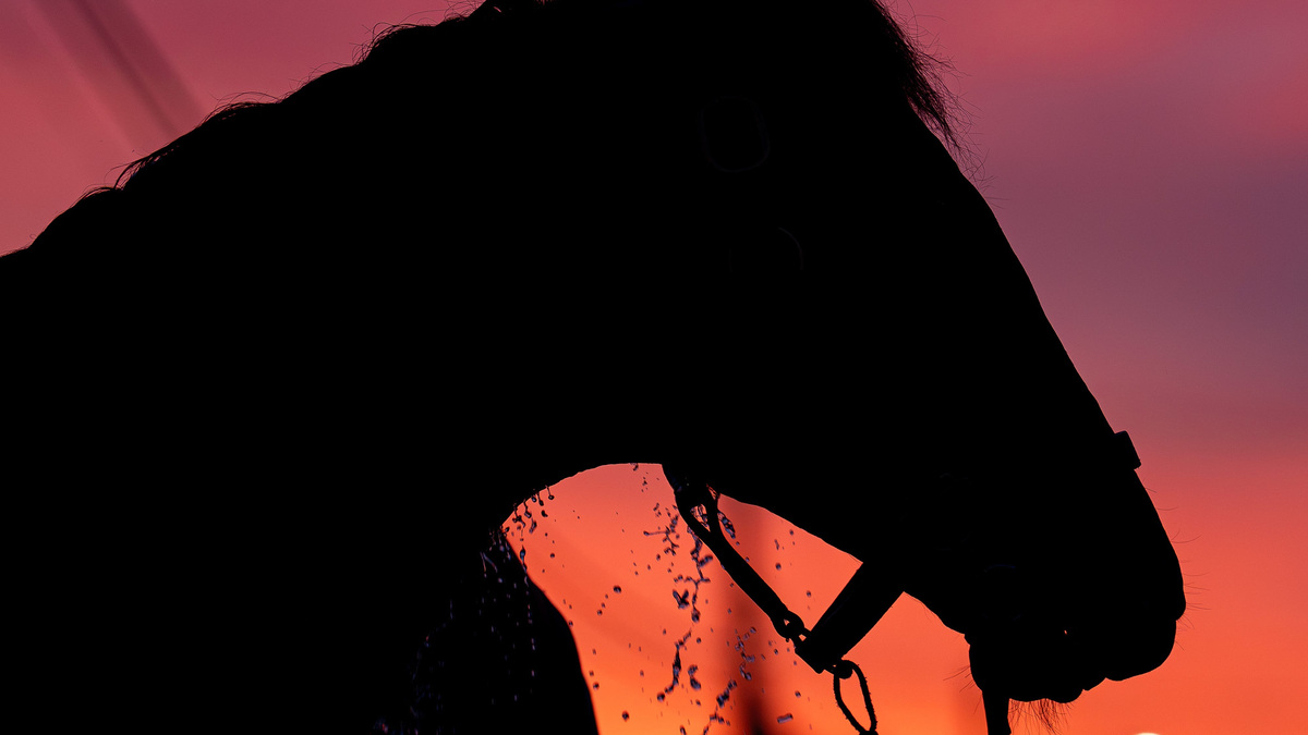A horse is bathed after morning workouts during Dawn at the Downs on the backside at Churchill Downs in Louisville, Ky., on April 27, 2026, ahead of the 152nd running of the Kentucky Derby.