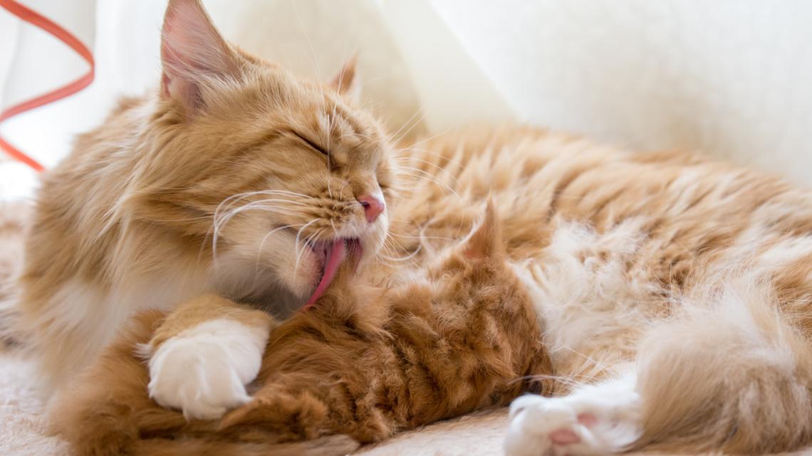 Mother Maine Coon Cat's Cuddle Session With 3-Week Old Kittens Will Make You Go 'Aww!' 