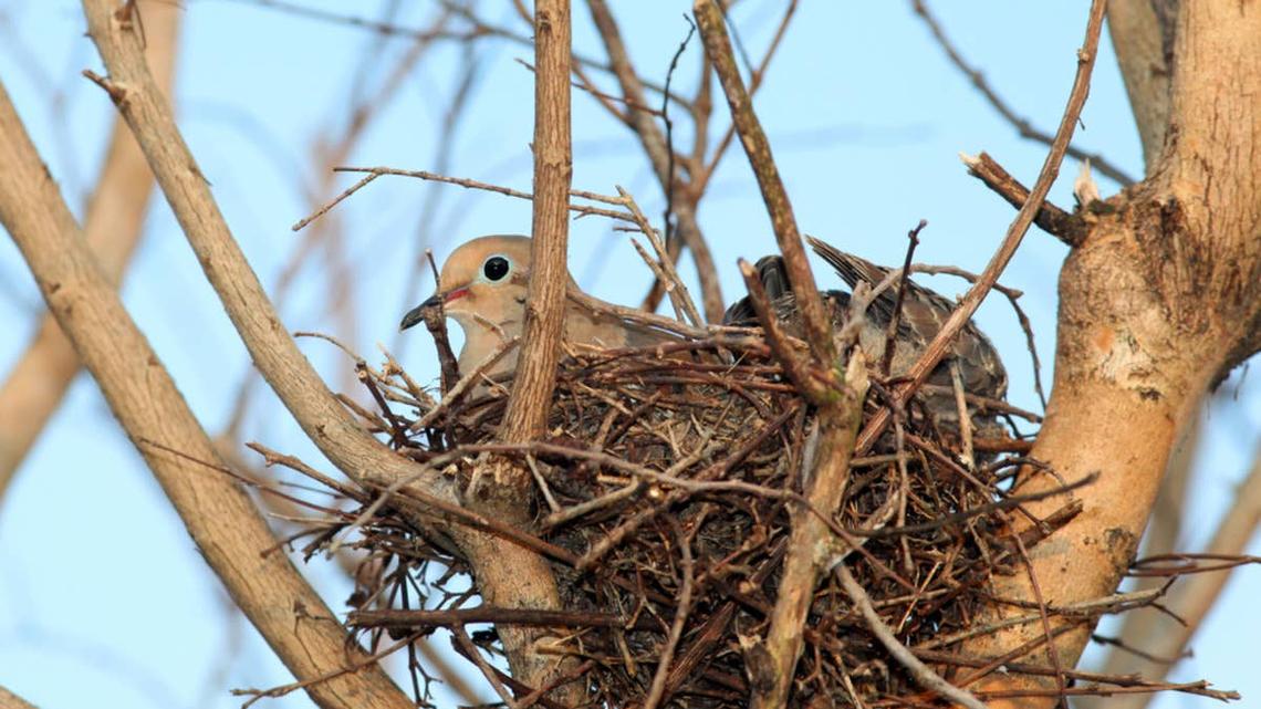 Woman Buys Dove With 'No Nest-Building Skills' a Pre-Made Nest-and It's an Instant Hit 