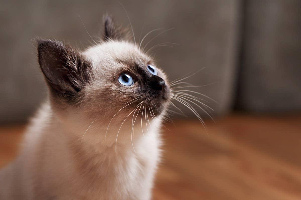  A Balinese cat has Sagittarius drive and Capricorn discipline.