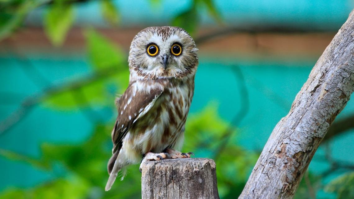 'Pocket-Sized' Owl Rescued in Massachusetts Just Became an Internet Star 