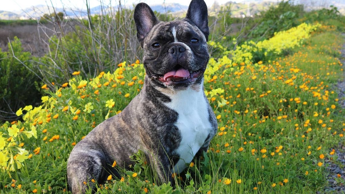 Are French Bulldogs Good Pets? What Vets Want You to Know 