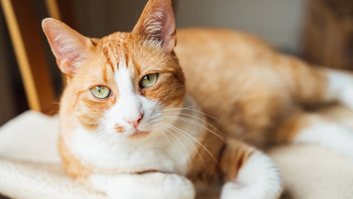 Orange Cat's Funny Resting Stance Makes Him a Legit Soft Pretzel