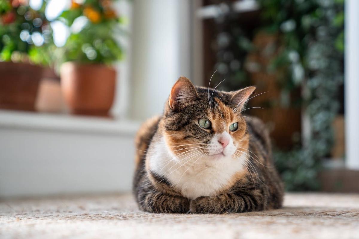 A cat loafing on the floor.