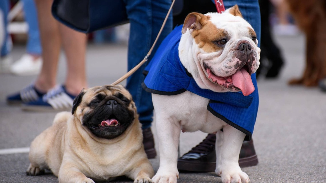 This English Bulldog Looks Like a Pug, and Nobody Can Convince Us Otherwise 