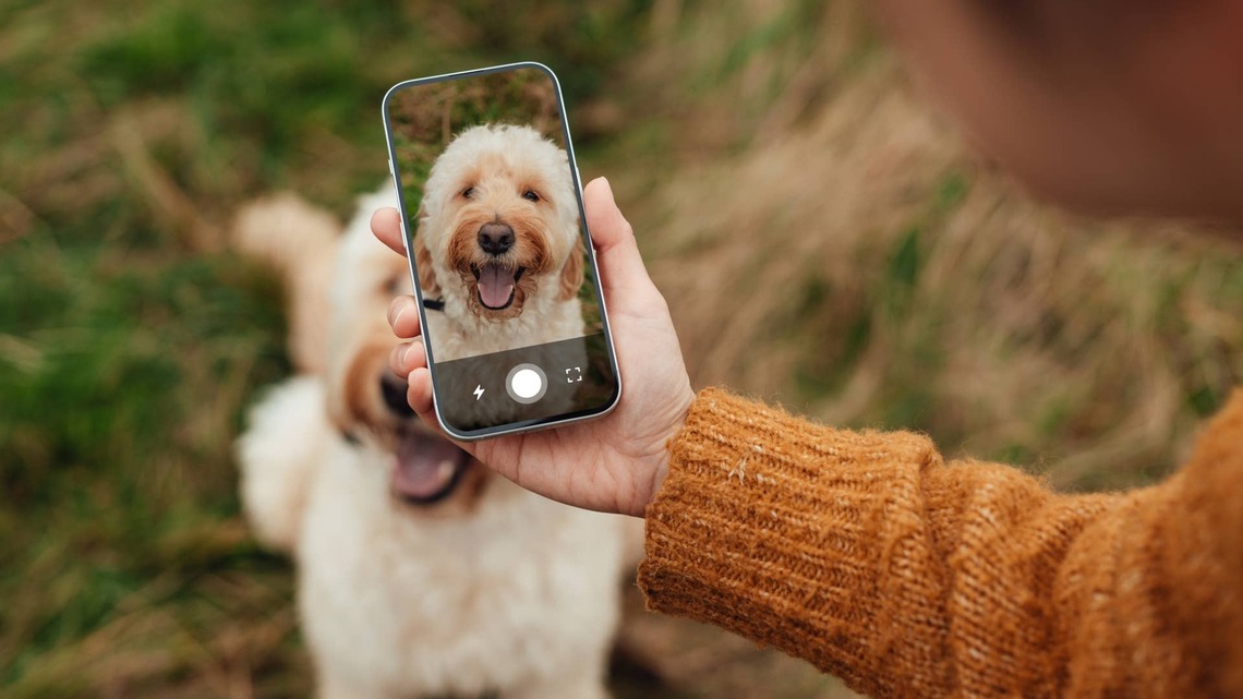The Most Photographed Dog Breed in the World Isn't Who You'd Expect, and the Data Proves It 
