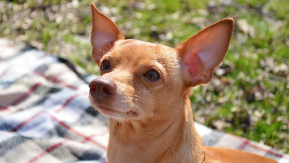 Senior Miniature Pinscher Excitable Zoomies Could Brighten Anyone's Day 