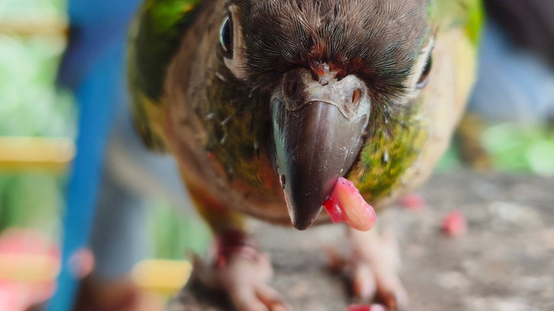 Parrot Dive-Bombs Mom's Plate of Cupcakes and Unapologetically Licks the Frosting off Her Toes 