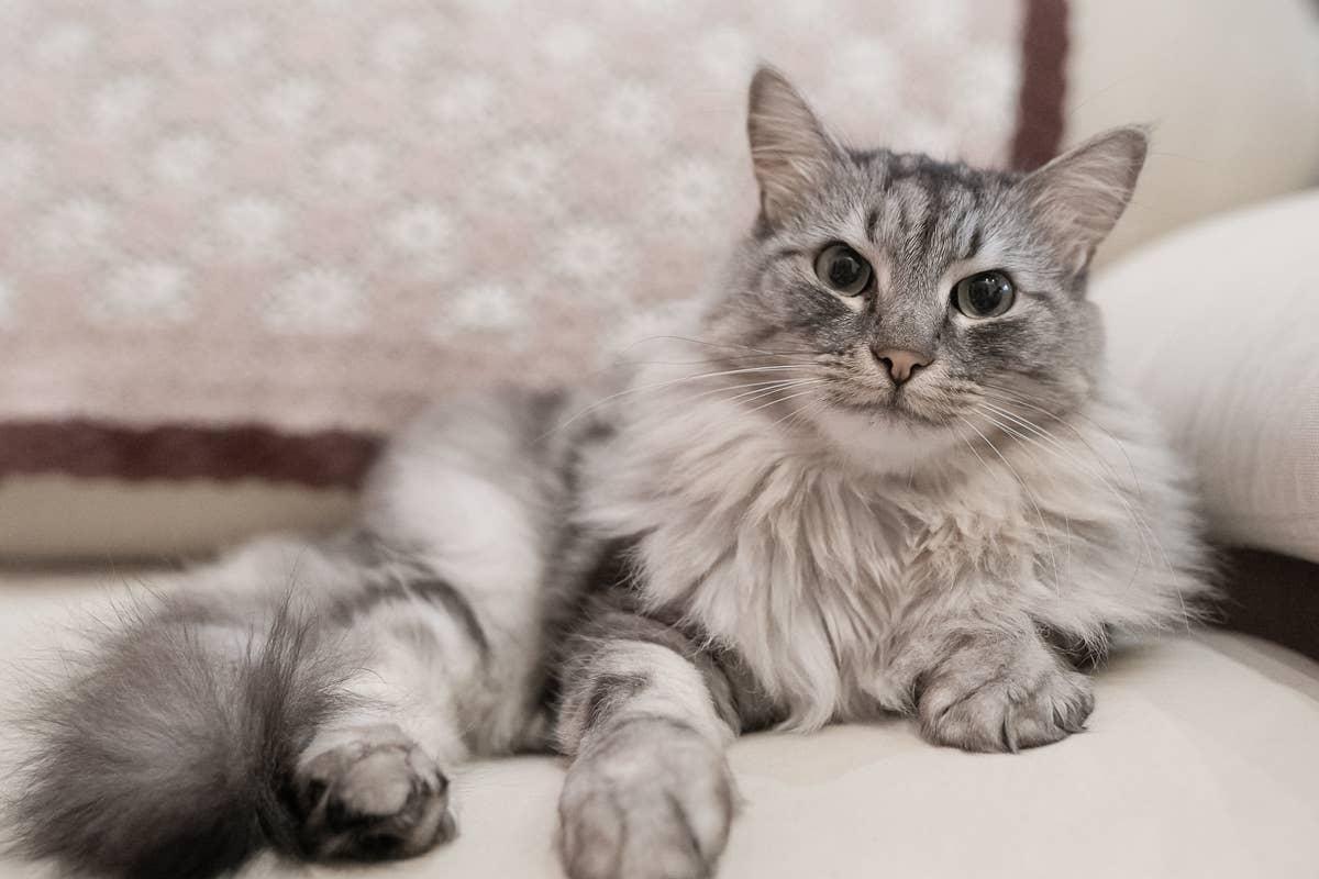 A faithful fluffy Maine Coon cat on the couch.