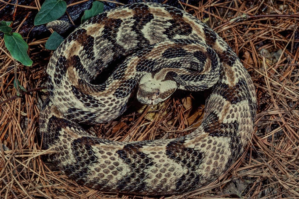  Woods are hotspots for rattlesnakes in Ohio.