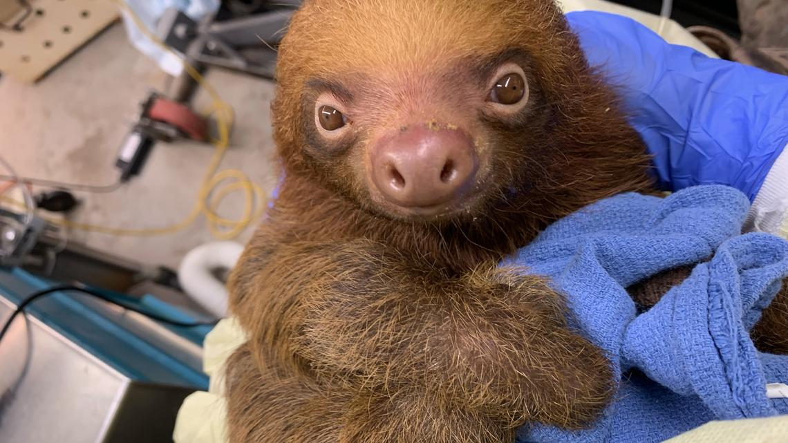 One of 13 surviving sloths transported to the Central Florida Zoo & Botanical Gardens that were going to be used at Sloth World on International Drive. (Courtesy Central Florida Zoo/TNS)