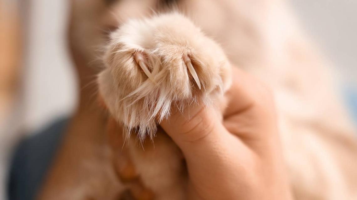 Maine Coon-Bengal Mix Cat Chirping at Birds Is Mesmerizing to Watch 