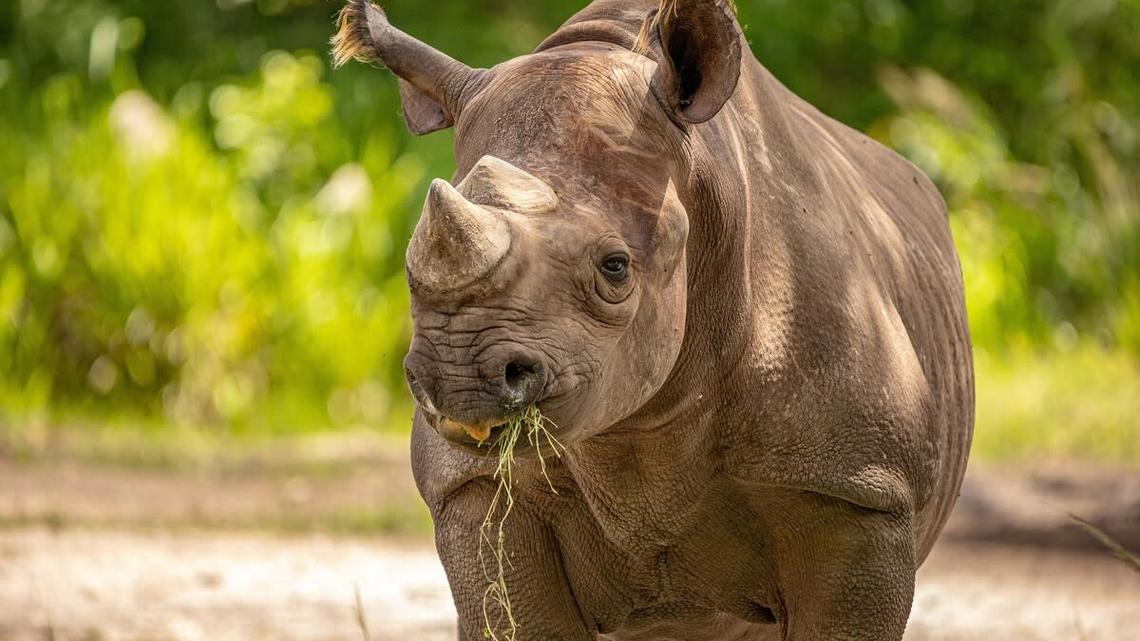 Zoo Tampa's Adorable Baby Rhino Marks Big Conservation Moment 