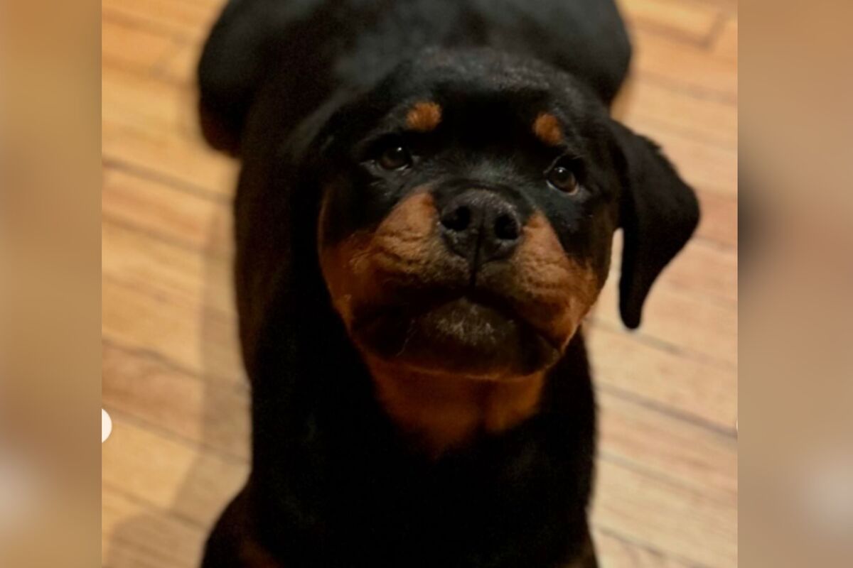  Photo of a family’s Rottweiler puppy, who has kept them up at night with her constant howling between 2 a.m. and 6 a.m. 