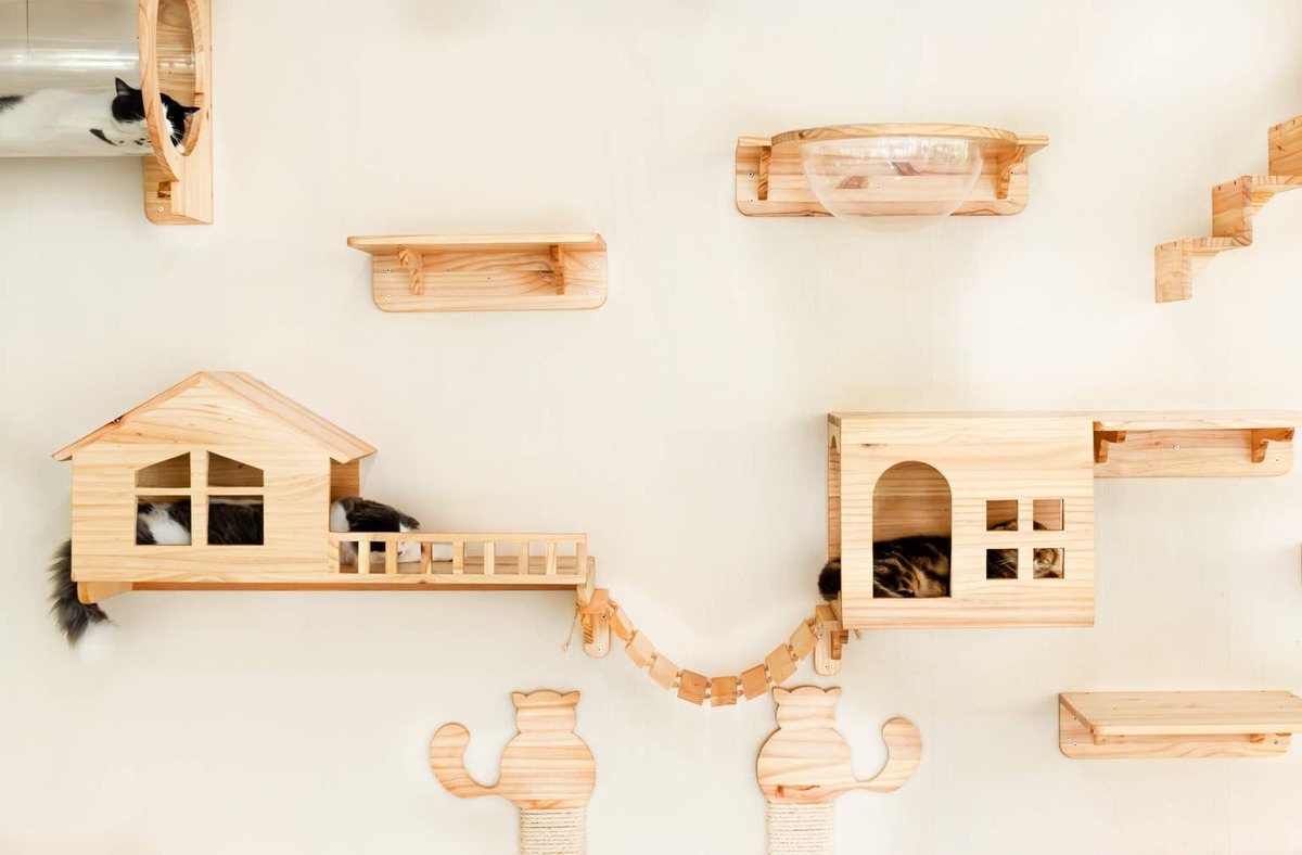  Cats climbing on shelves.