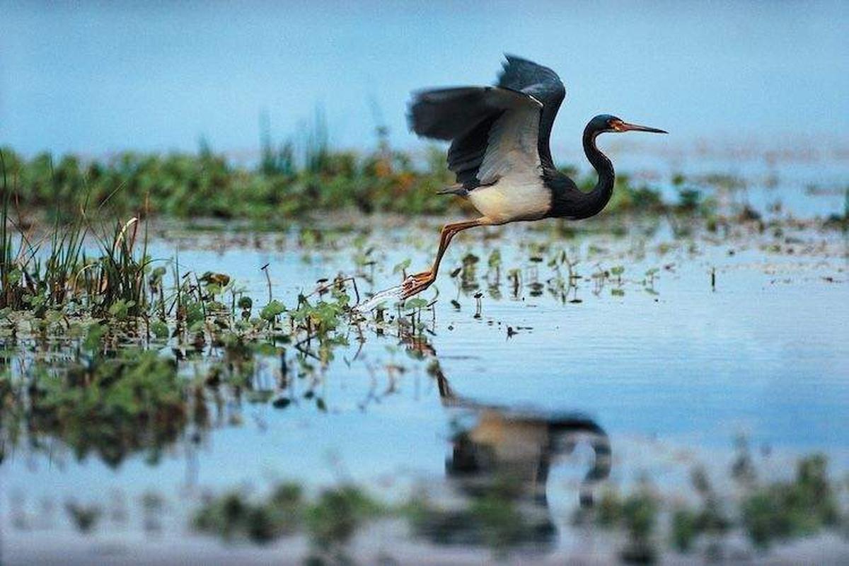  Graceful tri-colored heron lifts off over Kiawah Island. Photo credit: Kiawah Resort 