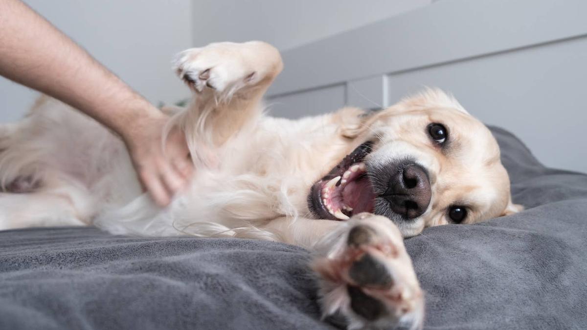 A Golden Retriever puppy barking. 