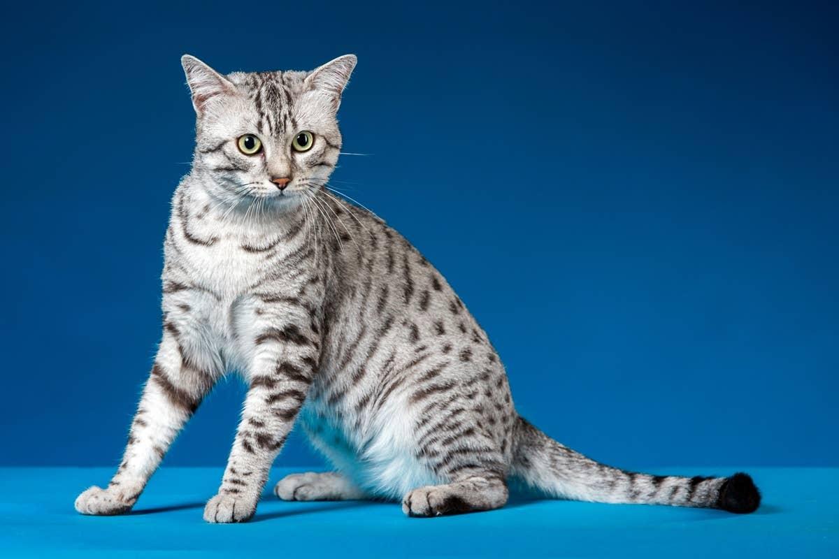  An October birth month cat.