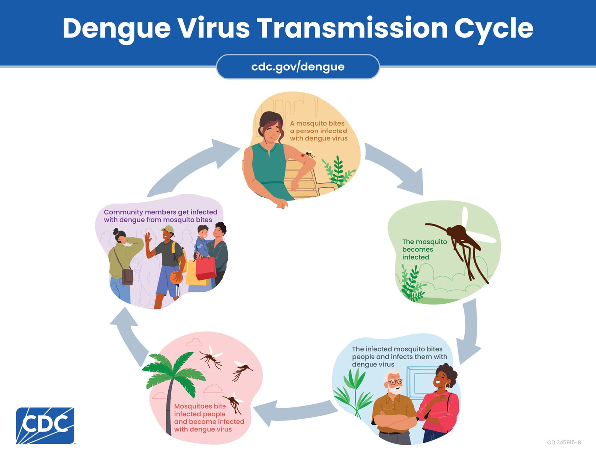 Florida dengue cases hit record 252 as outbreak accelerates | Bradenton ...