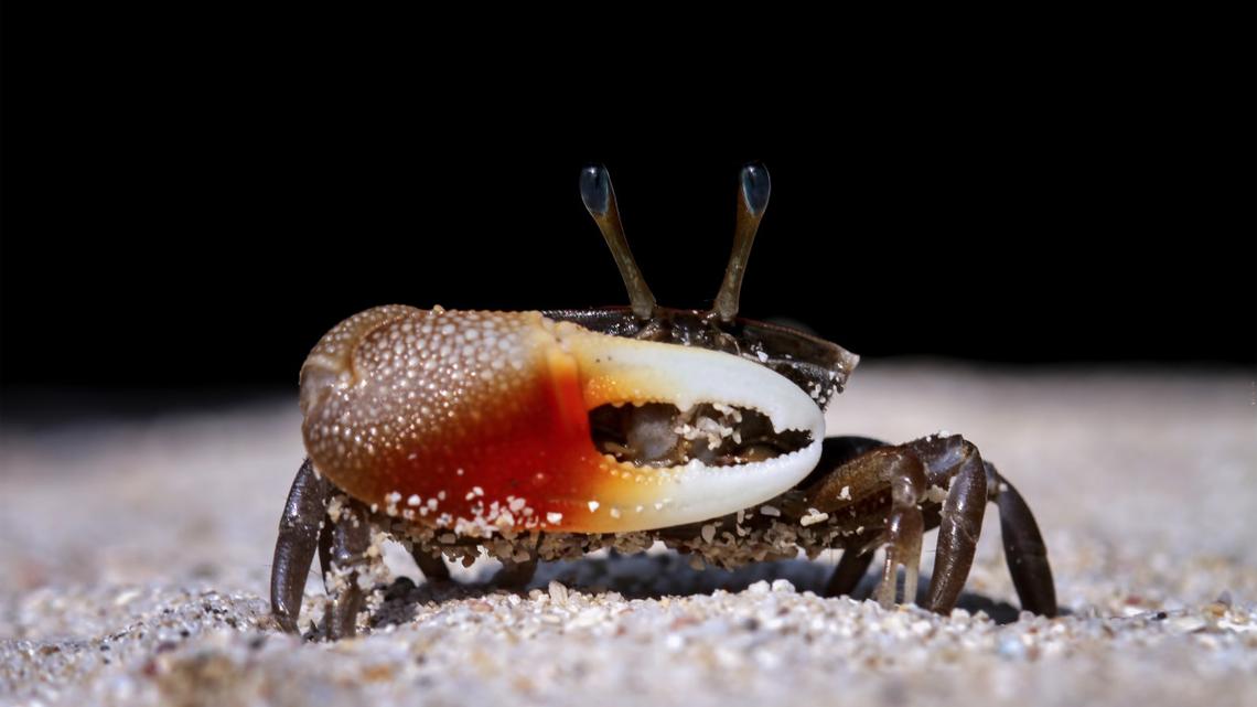 Food Influencer Dead After Hunting, Eating Poisonous Shellfish 