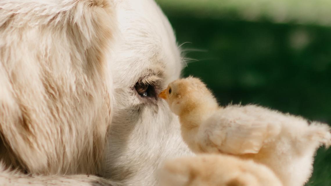 Golden Retriever Puppies Giving Tiny Chicks Kisses Will Turn Frowns Upside Down 