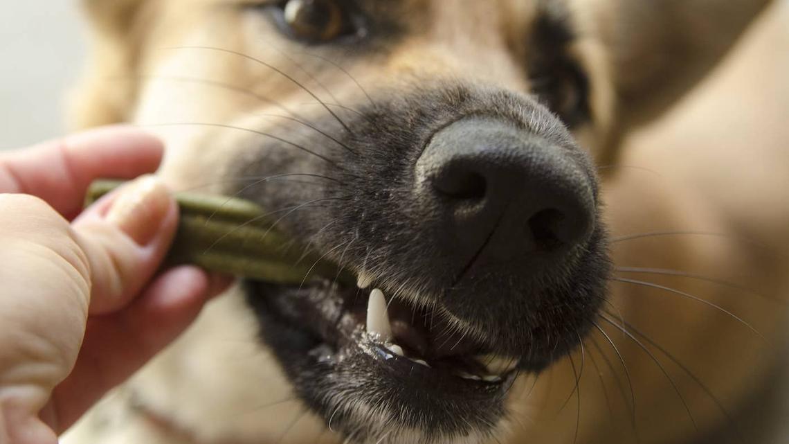 This Easy Dental Chew Recipe Will Keep Your Dog's Teeth Sparkling 