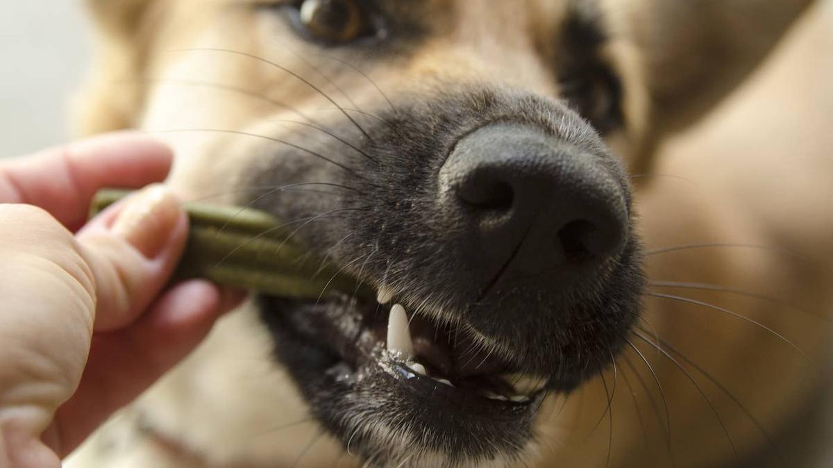 A Samoyed with a cucumber in front of their face. 