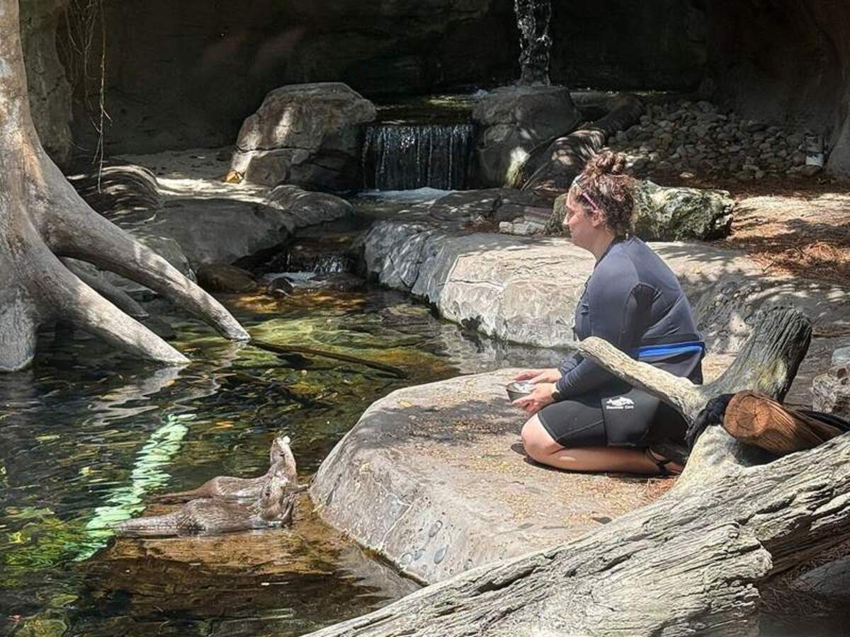  A Discovery Cove team member feeds the otters at the Freshwater Oasis. Photo credit: Mikkel Woodruff 